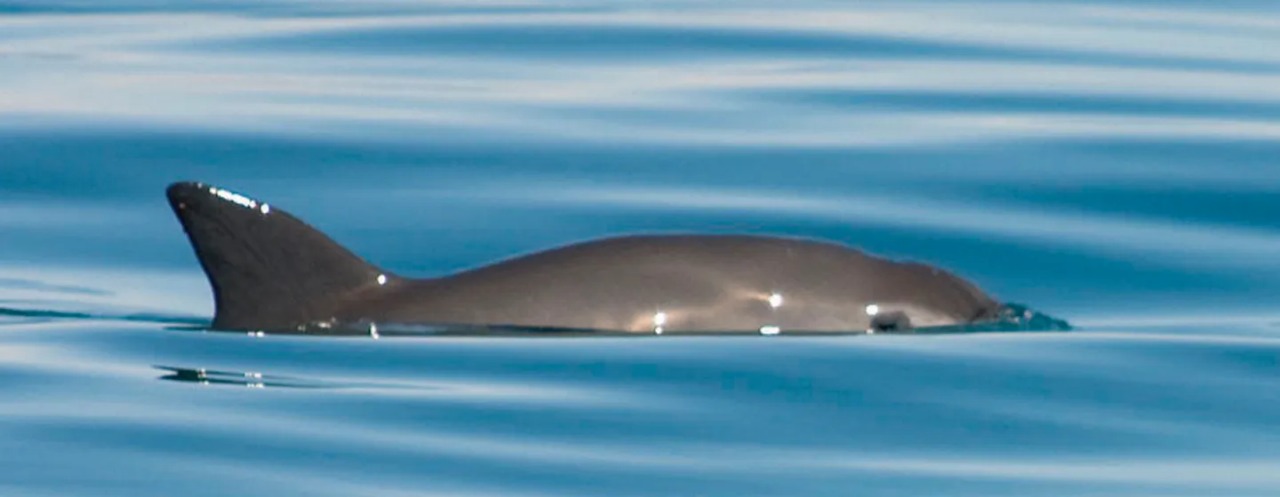 Vaquita marina
